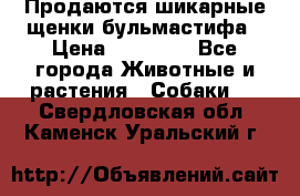 Продаются шикарные щенки бульмастифа › Цена ­ 45 000 - Все города Животные и растения » Собаки   . Свердловская обл.,Каменск-Уральский г.